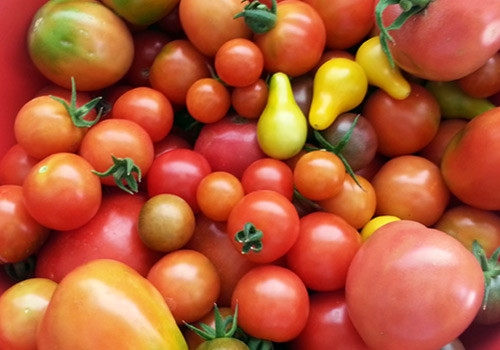 Heirloom-Tomatoes