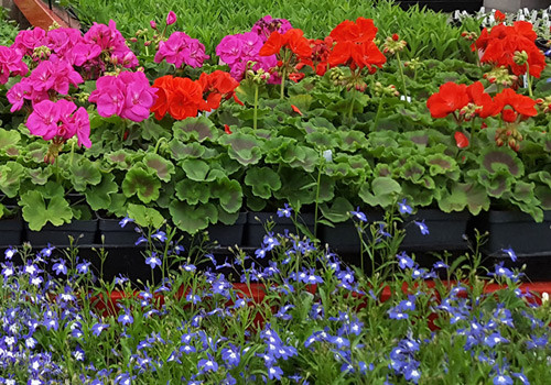 Flowers-MGH